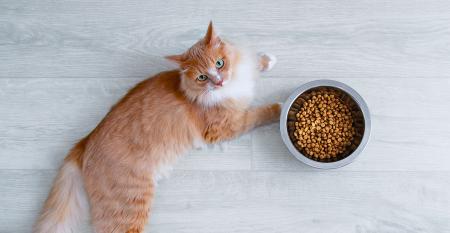 RS, cat with food, Iuliia Alekseeva, iStock-1339097712.jpg